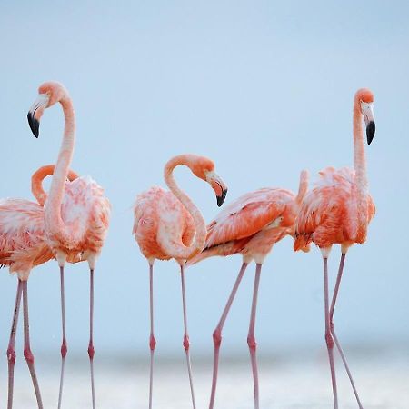 Апартаменты L'Oiseau Bleu Сален-де-Жиро Экстерьер фото